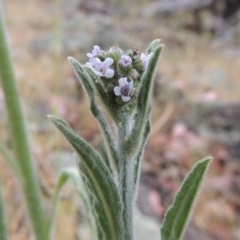 Cynoglossum australe (Australian Forget-me-not) at Conder, ACT - 15 Nov 2014 by michaelb