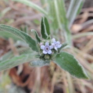 Cynoglossum australe at Conder, ACT - 15 Nov 2014 06:46 PM