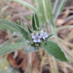 Cynoglossum australe at Conder, ACT - 15 Nov 2014