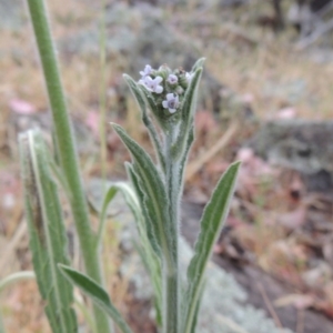 Cynoglossum australe at Conder, ACT - 15 Nov 2014 06:46 PM