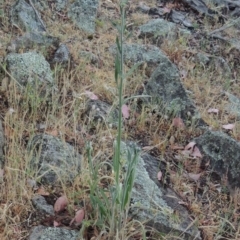 Cynoglossum australe at Conder, ACT - 15 Nov 2014 06:46 PM