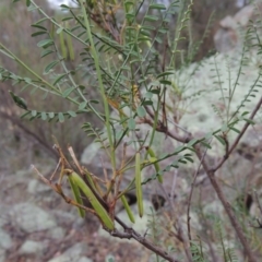 Indigofera adesmiifolia (Tick Indigo) at Conder, ACT - 15 Nov 2014 by MichaelBedingfield