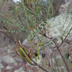 Indigofera adesmiifolia (Tick Indigo) at Rob Roy Range - 15 Nov 2014 by michaelb