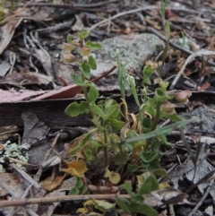 Scutellaria humilis (Dwarf Skullcap) at Conder, ACT - 15 Nov 2014 by MichaelBedingfield