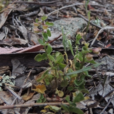 Scutellaria humilis (Dwarf Skullcap) at Rob Roy Range - 15 Nov 2014 by michaelb