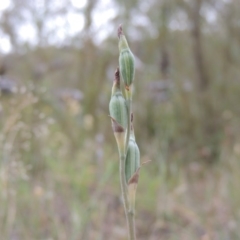 Thelymitra sp. (A Sun Orchid) at Conder, ACT - 15 Nov 2014 by michaelb