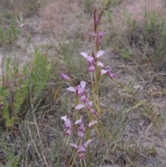 Diuris dendrobioides (Late Mauve Doubletail) at Conder, ACT - 15 Nov 2014 by michaelb