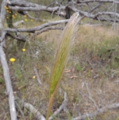 Dichelachne sp. (Plume Grasses) at Conder, ACT - 15 Nov 2014 by michaelb