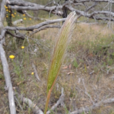Dichelachne (genus) (Plume Grasses) at Conder, ACT - 15 Nov 2014 by MichaelBedingfield