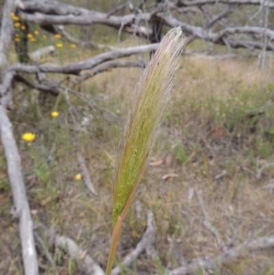 Dichelachne sp. (Plume Grasses) at Conder, ACT - 15 Nov 2014 by MichaelBedingfield