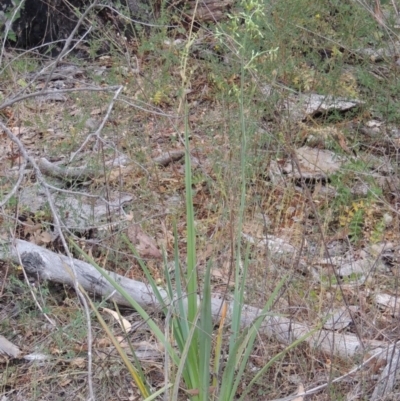 Dianella sp. aff. longifolia (Benambra) (Pale Flax Lily, Blue Flax Lily) at Tuggeranong Hill - 15 Nov 2014 by michaelb