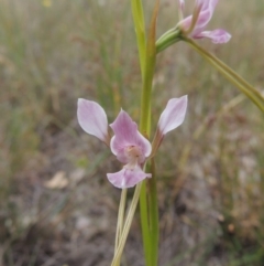 Diuris dendrobioides (Late Mauve Doubletail) by MichaelBedingfield