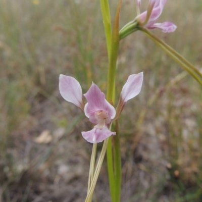 Diuris dendrobioides (Late Mauve Doubletail) by MichaelBedingfield