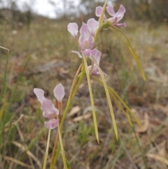 Diuris dendrobioides at suppressed - suppressed