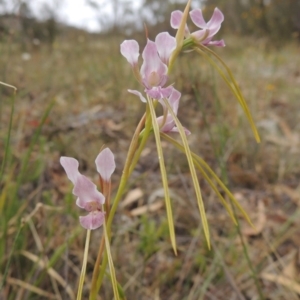 Diuris dendrobioides at suppressed - suppressed