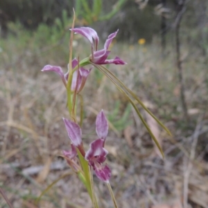 Diuris dendrobioides at suppressed - 15 Nov 2014