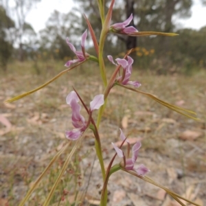 Diuris dendrobioides at suppressed - 15 Nov 2014