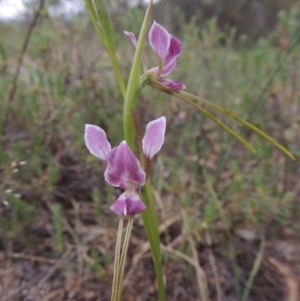 Diuris dendrobioides at suppressed - 15 Nov 2014