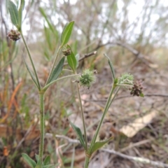 Opercularia hispida (Hairy Stinkweed) at Conder, ACT - 15 Nov 2014 by MichaelBedingfield