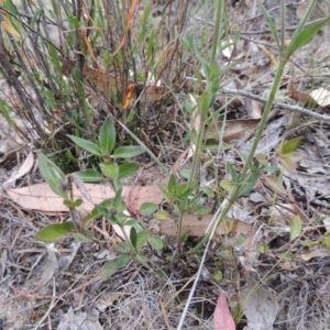 Opercularia hispida at Conder, ACT - 15 Nov 2014 05:03 PM