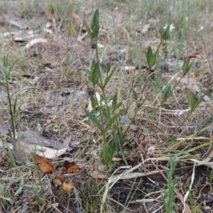 Opercularia hispida at Conder, ACT - 15 Nov 2014