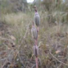 Thelymitra (genus) (sun orchids) at Conder, ACT - 15 Nov 2014 by MichaelBedingfield