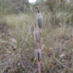 Thelymitra (Genus) (Sun Orchid) at Conder, ACT - 15 Nov 2014 by MichaelBedingfield