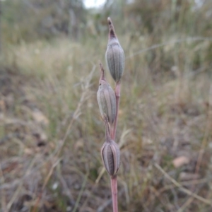 Thelymitra sp. at Conder, ACT - 15 Nov 2014