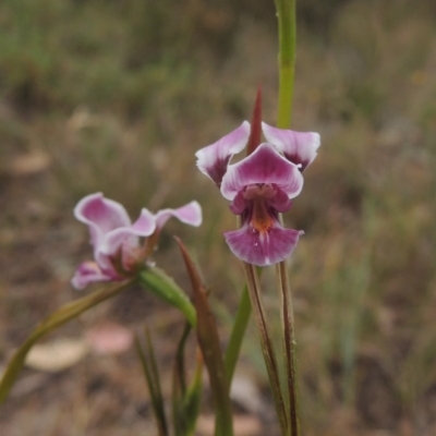 Diuris dendrobioides (Late Mauve Doubletail) by MichaelBedingfield