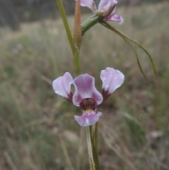 Diuris dendrobioides at suppressed - 15 Nov 2014