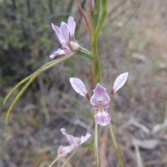 Diuris dendrobioides at suppressed - suppressed