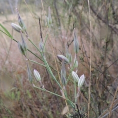 Thysanotus tuberosus subsp. tuberosus (Common Fringe-lily) at Tuggeranong Hill - 15 Nov 2014 by michaelb