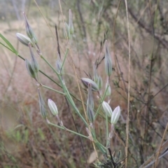 Thysanotus tuberosus subsp. tuberosus (Common Fringe-lily) at Conder, ACT - 15 Nov 2014 by MichaelBedingfield