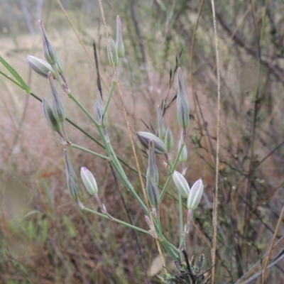 Thysanotus tuberosus subsp. tuberosus (Common Fringe-lily) at Tuggeranong Hill - 15 Nov 2014 by michaelb