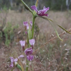 Diuris dendrobioides (Late Mauve Doubletail) at Tuggeranong Hill - 15 Nov 2014 by michaelb