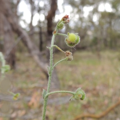 Hackelia suaveolens (Sweet Hounds Tongue) at Conder, ACT - 15 Nov 2014 by MichaelBedingfield