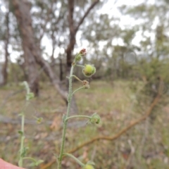 Hackelia suaveolens at Conder, ACT - 15 Nov 2014