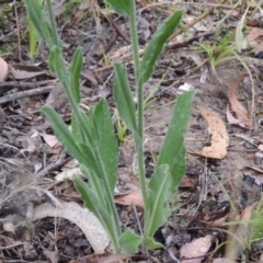 Hackelia suaveolens at Conder, ACT - 15 Nov 2014 05:37 PM