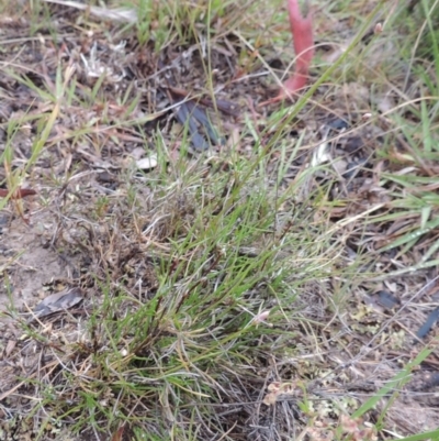 Laxmannia gracilis (Slender Wire Lily) at Conder, ACT - 15 Nov 2014 by MichaelBedingfield