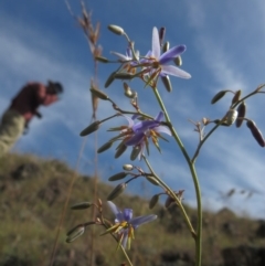 Dianella sp. aff. longifolia (Benambra) (Pale Flax Lily, Blue Flax Lily) at Block 402 - 2 Oct 2014 by RichardMilner
