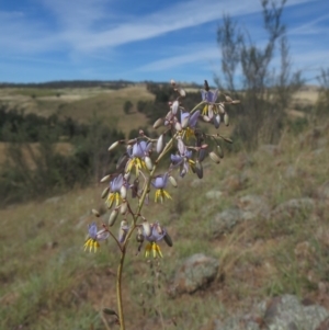 Dianella sp. aff. longifolia (Benambra) at Molonglo River Reserve - 3 Oct 2014 12:00 AM