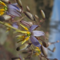 Dianella sp. aff. longifolia (Benambra) at Molonglo River Reserve - 3 Oct 2014