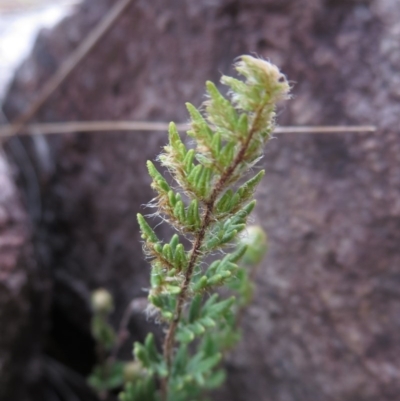 Cheilanthes distans (Bristly Cloak Fern) at Denman Prospect, ACT - 6 Oct 2014 by RichardMilner