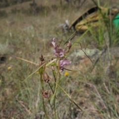 Diuris dendrobioides (Late Mauve Doubletail) at Denman Prospect, ACT - 12 Nov 2014 by RichardMilner