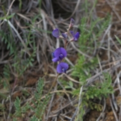 Swainsona monticola (Notched Swainson-Pea) at Molonglo Valley, ACT - 14 Nov 2014 by RichardMilner