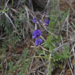 Swainsona monticola at Molonglo River Reserve - 14 Nov 2014 12:00 AM