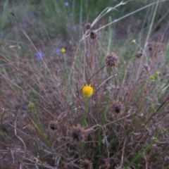 Calotis lappulacea (Yellow Burr Daisy) at Coombs, ACT - 28 Oct 2014 by RichardMilner