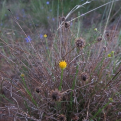 Calotis lappulacea (Yellow Burr Daisy) at Coombs, ACT - 28 Oct 2014 by RichardMilner