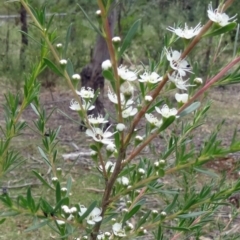 Kunzea ericoides (Burgan) at Paddys River, ACT - 10 Dec 2014 by galah681