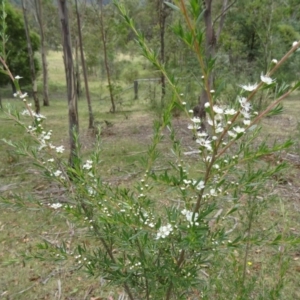 Kunzea ericoides at Paddys River, ACT - 10 Dec 2014